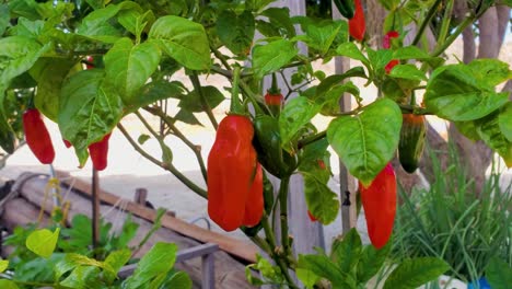 Garden-Plant-with-red-and-green-chili-peppers-Hanging-On-Chili-Plant,-close-up