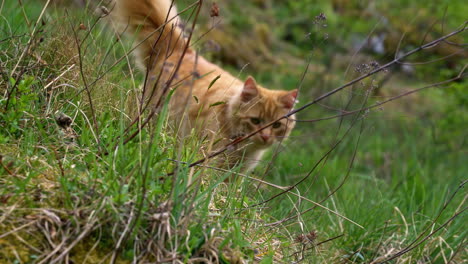 Zeitlupenaufnahme-Einer-Flauschigen-Katze,-Die-Sich-In-Ein-Hohes-Gras-Schleicht