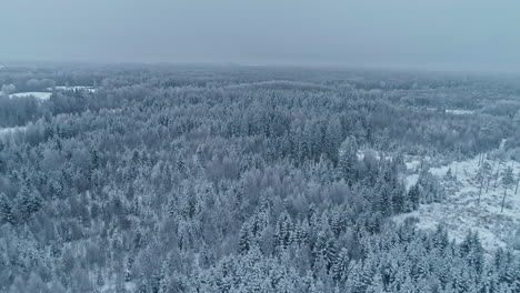 Aerial-drone-forward-moving-shot-over-flying-above-snow-covered-forest-trees-on-a-cloudy-day