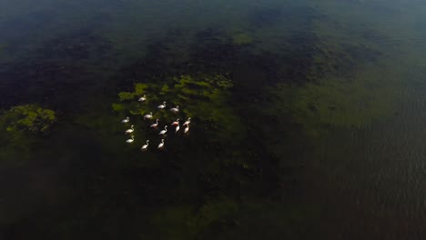 Top-down-view-of-flock-of-flamingos-swimming-in-marshes