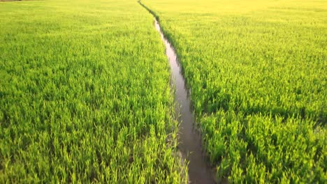 Water-channel-through-lush-green-rice-paddy-fields