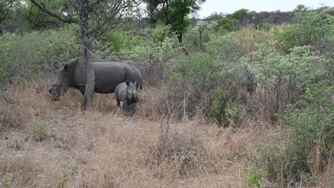 baby-white-rhino-remains-vigilant-about-visiting-strangers