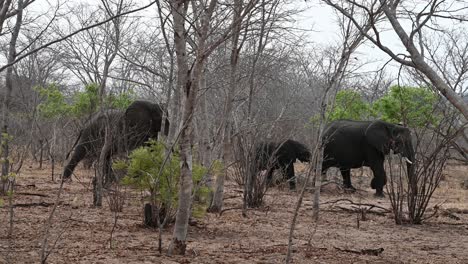 Familia-De-Elefantes-Salvajes-Caminando-Por-El-Monte-En-Zimbabwe,-áfrica