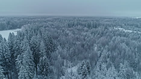 Slow-fly-by-drone-footage-of-a-forest-covered-by-the-winter