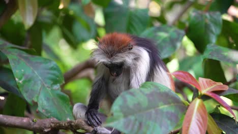 Red-Colobus-Monkey-grooming-leg-at-the-Jozani-Forest-treetops-of-Zanzibar-Island-Tanzania,-Medium-front-shot