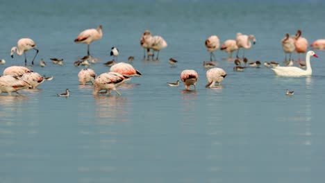 Group-of-flamingos-and-shorebirds-with-morning-light,-Ansenuza-National-Park
