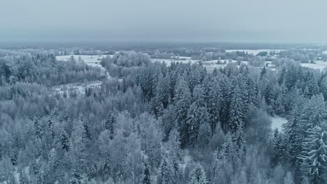 Toma-Cinematográfica-De-Un-Bosque-Cubierto-De-Nieve-En-Invierno