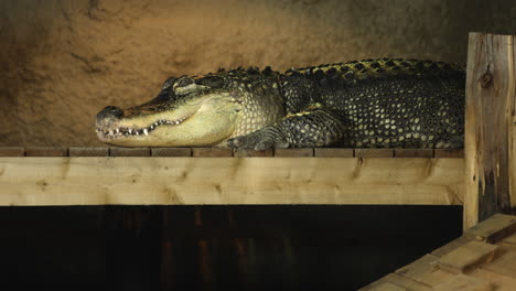 American-Alligator-sits-on-edge-of-covered-dock---wide-shot