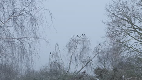 Crows-Perched-in-Skeletal-Gnarled-Silver-Birch-Trees-in-a-Snowy-Bleak-Landscape