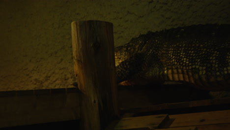 American-alligator-walks-along-dock-at-night