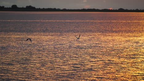 Seagulls-in-the-distance-during-golden-hour-flying-over-the-water