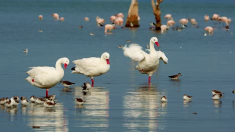 Group-of-shorebirds-and-swans-in-a-Lake,-Ansenuza-national-park,-Argentina
