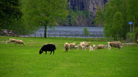 slow-motion-cinematic-sheep-herd-near-the-mountains-and-a-lake