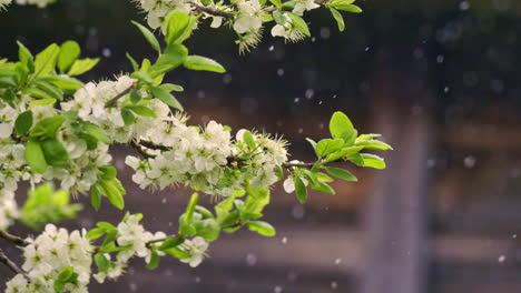 Slow-motion-shot-of-a-blooming-tree-in-winter