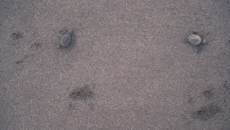 Newborn-turtles-struggling-on-sandy-coastline-beach,-top-down-view