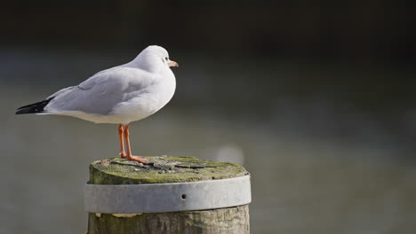 Stationary-seagull-looking-around-on-a-pole-in-the-water