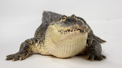 Amerikanischer-Alligator---Kopf-Auf-Schuss---Weißer-Hintergrund---Gefährliches-Tier