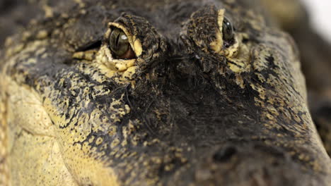 Amerikanischer-Alligator---Nahaufnahme-Auf-Dem-Kopf---Rack-Fokus-Zwischen-Nasenlöchern,-Atmung-Und-Augen
