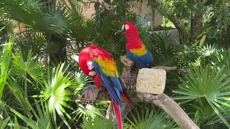 Zwei-Papageien-Auf-Einem-Ast,-Die-Ihre-Federn-Reinigen