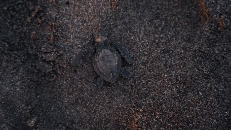 Tiny-turtle-struggle-to-reach-ocean-on-sandy-beach,-top-down-view