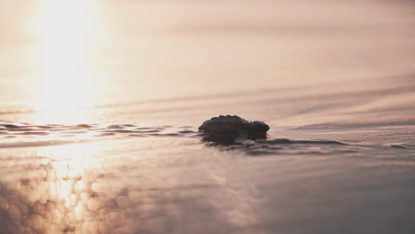 Lonely-baby-turtle-rush-towards-ocean-during-bright-sunset-glow,-wet-sandy-coast