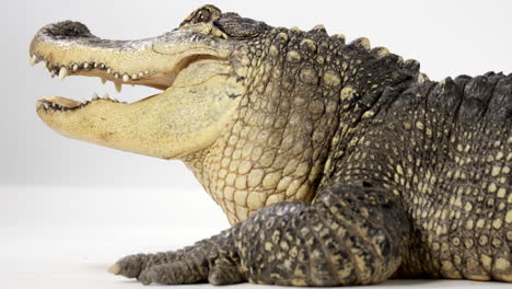 American-alligator-breathing---close-up-on-head-and-front-feet---isolated-on-white-background
