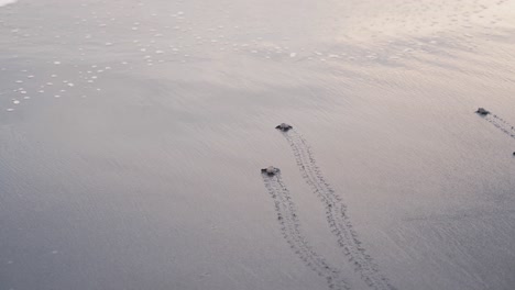 Tiny-turtles-crawl-towards-sea-and-wave-hit-them,-back-view