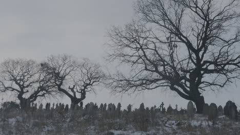 Three-Gnarly-Winter-Trees,-Dramatic-Silhouette-in-Cemetery-Graveyard,-Zombie-Apocalypse
