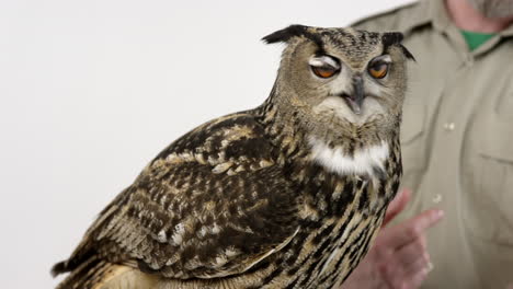 Conservation-specalist-teaches-about-the-Eurasian-eagle-owl---focus-on-owl
