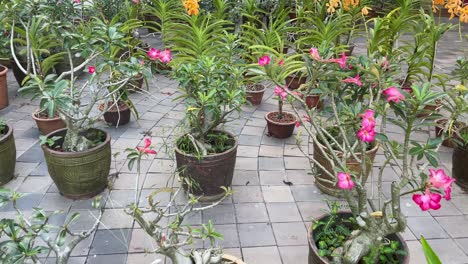 Beautiful-Adenium-obesum,-common-name-Desert-Rose-is-displayed-neatly-on-the-pots