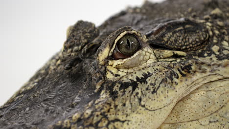American-Alligator-stares-directly-into-camera-with-unflinching-eye---close-up---Dangerous-creatures