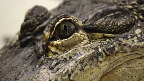 Amerikanisches-Alligatorgesicht---Extreme-Nahaufnahme-Auf-Auge