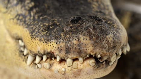 Amerikanischer-Alligator---Nahaufnahme-Auf-Nasenlöchern,-Die-Atmen,-Wenn-Der-Mund-Geschlossen-Ist