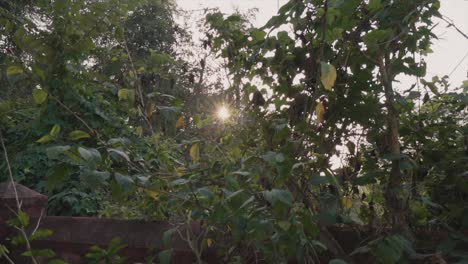 Slow-motion-panning-shot-of-various-plants-and-trees-in-the-garden-in-nature-with-a-view-of-the-sun-in-the-background-during-a-sunset