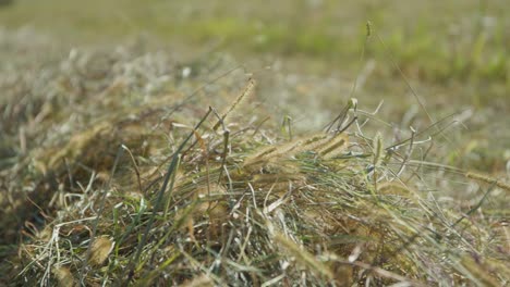Wind-Weht-Gras-Auf-Einem-Feld