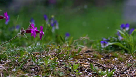 Slow-motion-shot-of-flower-blooming-during-first-snow