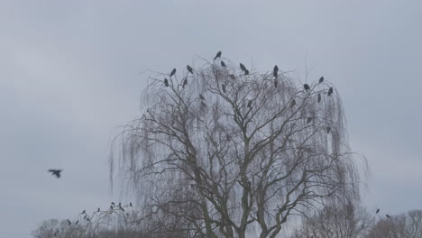 A-Sinister-Murder-of-Crows-Perched-in-a-Skeletal-Weeping-Wintery-Silver-Birch-Tree
