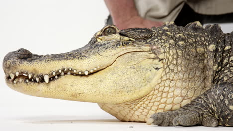 Zoologe-Unterrichtet-über-Lebenden-Amerikanischen-Alligator---Nahaufnahme-Auf-Alligatorgesicht