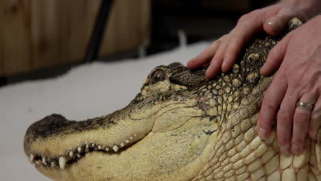 Amerikanischer-Alligator,-Der-Von-Tierpflegern-Im-Naturkonservatorium-Beruhigt-Wird