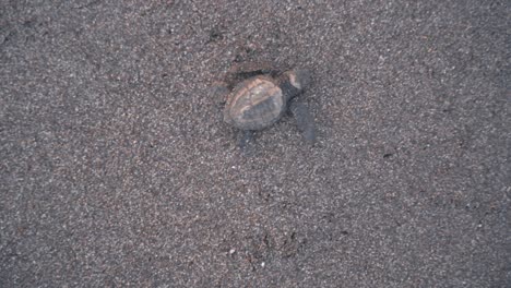 Lonely-baby-turtle-crawling-toward-ocean-water-on-sandy-coast,-top-down