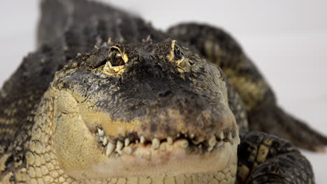 American-Alligator-stares-at-camera---Dangerous-animal---close-up-on-face