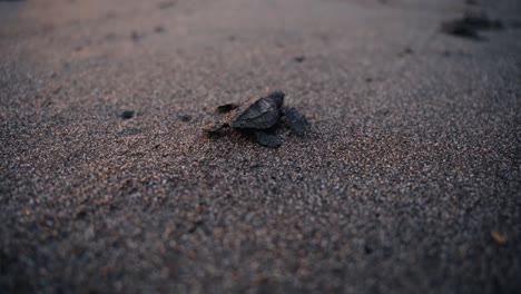 Baby-turtle-crawl-on-sandy-beach-towards-ocean-to-survive,-back-view