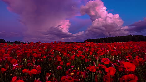 Timelapse-clip-of-a-sunrise-in-a-poppy-fields-and-a-purple-sky