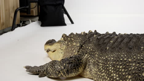American-Alligator-begins-to-crawl-off-of-white-background-during-animal-photo-shoot