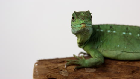 Green-basilisk-jesus-lizard-looks-towards-camera-curiously---white-background---close-up