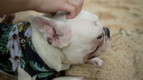 Person-Cuddling-Cute-White-French-Bulldog-On-Sandy-Beach