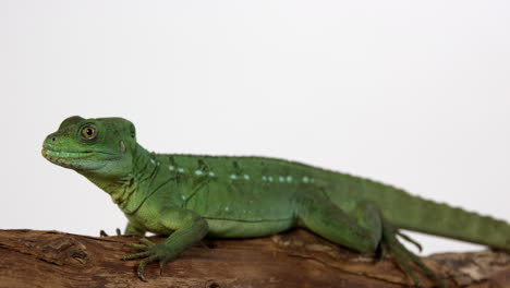 Green-Basilisk-jesus-lizard-sticks-out-tongue---isolated-on-white-background