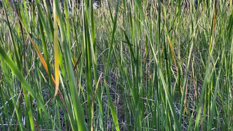 View-of-cluster-of-Schoenoplectiella-mucronata-common-name-Ricefield-Bulrush-growing-in-Park