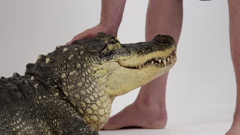 Animal-Handler-directs-American-Alligator-by-moving-head---isolated-on-white-background---close-up-on-Alligator-head