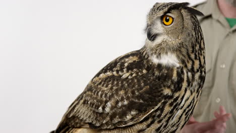 Zoologist-teaching-class-about-Eurasian-eagle-owl-as-owl-looks-around-classroom---animal-education